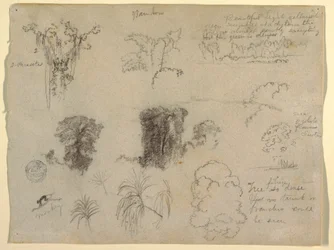 Teckning, Naturstudier, troligen från Colombia: Apa, parasiter och träd, 1853