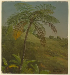 Teckning, Palmträd, Jamaica, juni 1865
