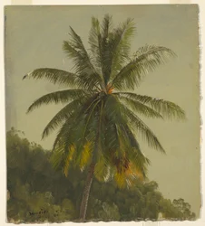 Teckning, Palmer, Västindien, juni 1865, 1865