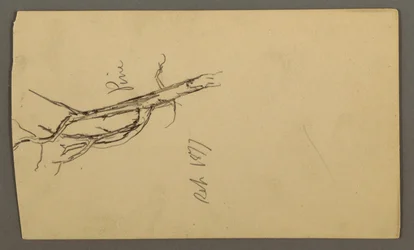 Ritning, Tall, september 1877