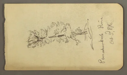 Teckning, Tall, 1878