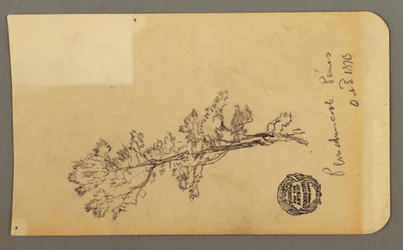 Teckning, Pine Tree, 3 oktober 1878