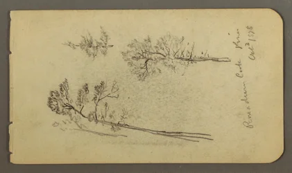 Teckning, studier av tallar, 1878