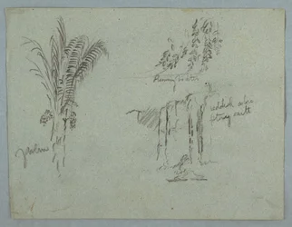 Teckning, Växtstudier från Rio Magdalena, Colombia, 1853, troligen maj