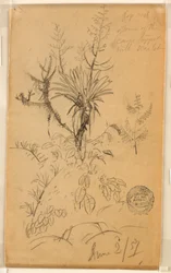 Teckning, Växt- och trädstudie, 2 juni 1857