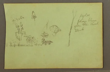 Teckning, Växtstudier, möjligen 1856