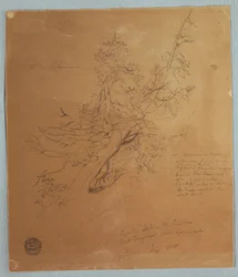 Teckning, Grovt träd vid Canadian Bank nedanför Niagarafallen, september 1856