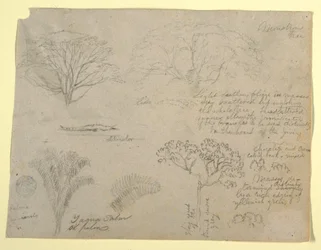 Teckning, Serie av botaniska studier med bland annat en alligator och ett monstruöst träd, sett från Rio Magdalena, Colombia, 1853