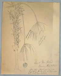 Teckning, liten fläktpalm, Jamaica, 14 juni 1865