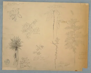 Teckning, Spansk bajonett med ett träd och fem andra växtstudier, Jamaica, maj 1865