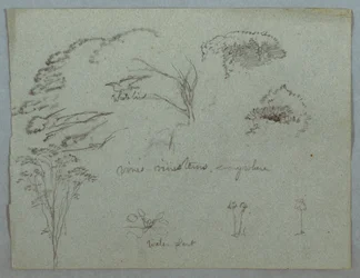 Teckning, Studier från Rio Magdalena, Colombia:  Trädkronor, flygande vit fågel, vinrankor och tre blommande växter, 1853, troligen maj