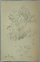 Teckning, Studier av träd och grenar, Jamaica, augusti 1865