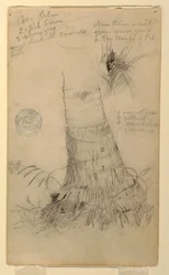 Teckning, Studier av en Coco-palm, maj och juni, 1857