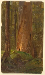 Teckning, studie i skogen i Maine, 1855-65