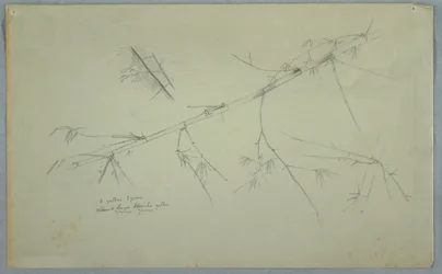 Teckning, studie av bambu, Jamaica, maj-augusti 1865