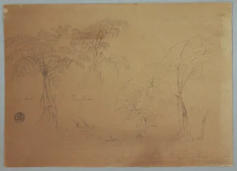 Teckning, Studie av två träd och tre växter, nära Jorje, Ecuador, 23 juli 1857