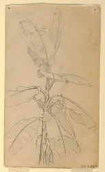 Teckning, studie av en långbladig planta, maj och juni 1857