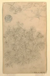 Teckning, studie av en Rosa de Panama eller oleanderväxt, maj-juni 1857