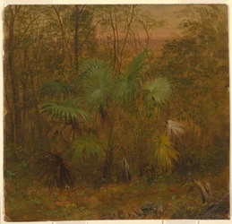 Ritning, Thatch Palm, Jamaica, maj 1865