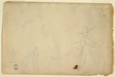 Ritning, Törnen och tistlar, juli 1844
