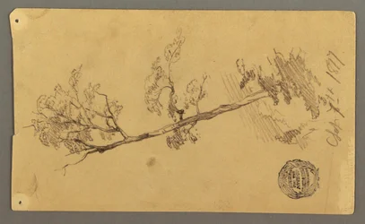 Teckning, träd, 1877