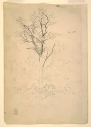 Teckning, Träd, september 1844