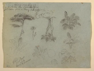 Teckning, Trädstudier sedda från Rio Magadalena, Colombia, 1853