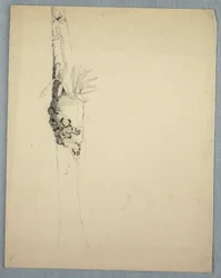 Teckning, trädstam med parasitiska växter, Jamaica, maj-augusti 1865