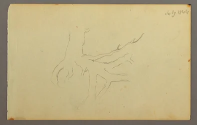 Teckning, trädrötter, 1844