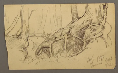 Teckning, Trädrötter som växer över ett stenblock (Turner Mountain), 1877