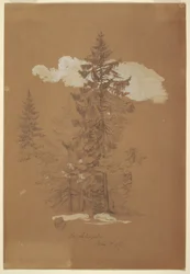 Teckning, Träd, Berchtesgaden, Bayern, 3 juli 1868