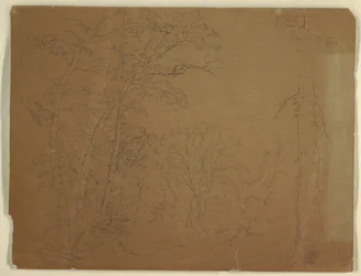Teckning, Träd, Grand Manan Island, Kanada, 1851