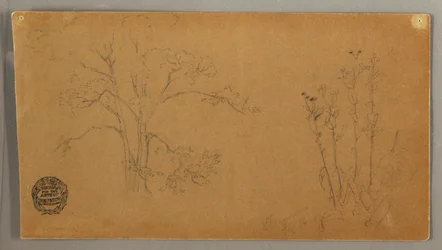 Teckning, Träd och växter, Elecampene, september 1856