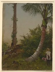 Teckning, Träd på Jamaica, Västindien, 1865