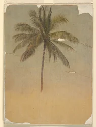 Teckning, Stam och topp på en palm, 1865
