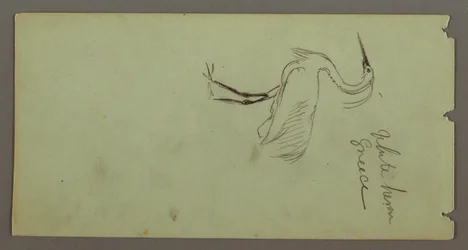 Teckning, vit häger, möjligen 1869