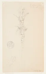 Blad och stam av ett palmträd, Aspinwall, Panama