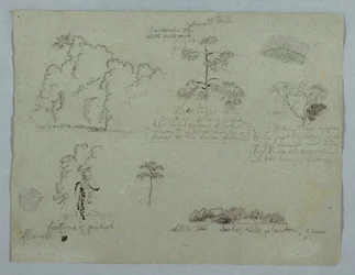 Naturstudier inklusive ett kandelaberträd med en sengångare, Rio Magdalena, Colombia