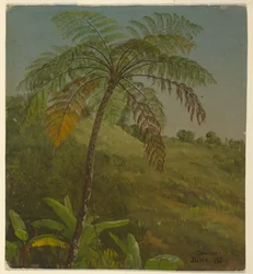 Palmträd, Jamaica
