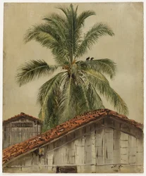 Palmer och hustak, Ecuador