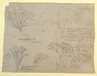 Serie av botaniska studier inklusive en alligator och ett monstruöst träd, sett från Rio Magdalena, Colombia