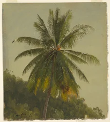 Studie av Palm Tree, Jamaica