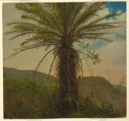 Trädormbunke, Jamaica, juli 1865