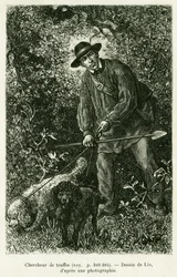 En tryffelsökare. Gravyr av Lix för att illustrera berättelsen A Through Alsace and Lorraine, av Charles Grad, tysk deputerad, 1884, i tour du monde 1886, regisserad av Edouard Charton (1807-1890), Hachette, Paris.