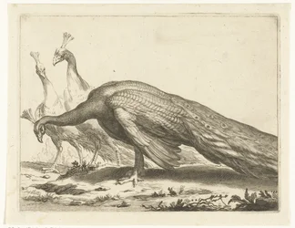 Påfåglar; Abraham Bloemaerts ritbok (serietitel)