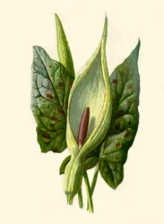 Arum eller Gökpint, 1877.