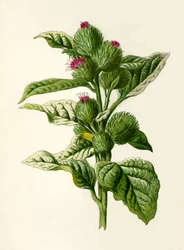 Kardborre, 1877.