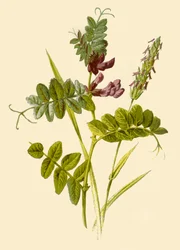 Bush-Vetch & Sweet-Scented Vernal Grass, 1877.