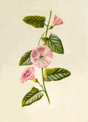 Field-Convolvulus, 1877.
