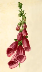 Foxglove, 1877.